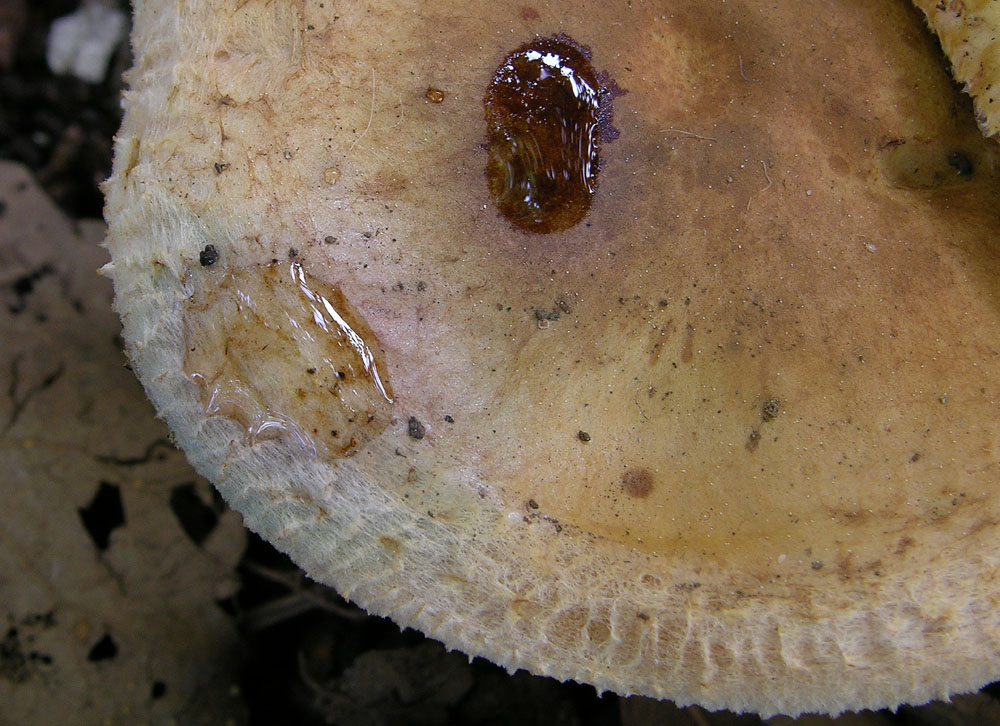Paxillus ammoniavirescens Contu & Dess�